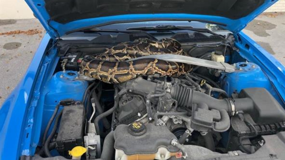 Video Hombre Cree Que Su Coche No Funciona Encuentra Serpiente En El