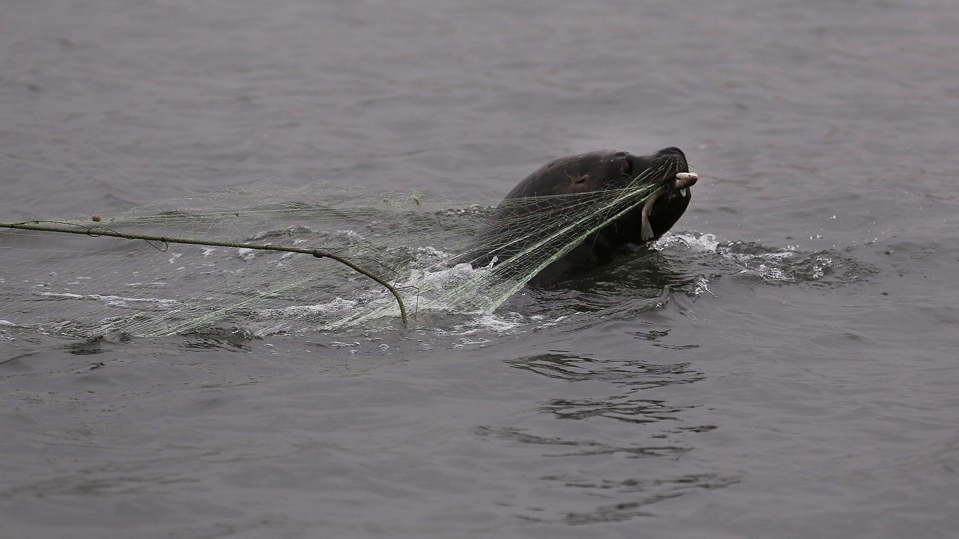 La gripe aviar mata a cientos de lobos marinos en áreas protegidas de Perú