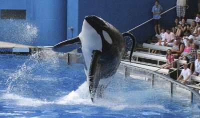 Muere Tilikum, la orca más grande en cautiverio