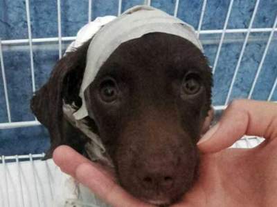 "Chocolate" el perrito que murió tras ser despellejado