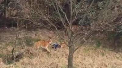 Hombre muerto por tigre en China intentaba entrar gratis al zoológico