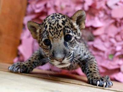 Alertan sobre riesgo de extinción del jaguar 