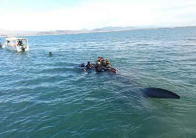 Liberan a tiburón ballena varado en BCS