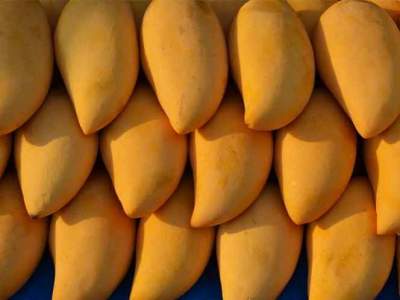 Ni Trump los detiene, mexicanos colocan 12.5 tons de mango en EU