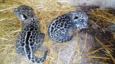 Nacen dos jaguares en San Blas, Nayarit
