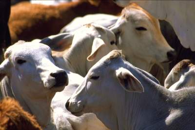 Buscan exportar embriones de ganado tamaulipeco a Sudamérica