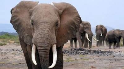 La deforestación arrincona a los últimos elefantes salvajes de Vietnam