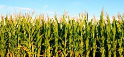  UNAM logra patente internacional contra plaga que afecta al maíz