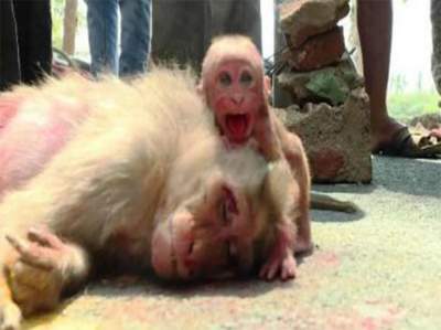 Mono bebé llora ante su madre atropellada