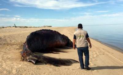 Muere otra ballena en Baja California