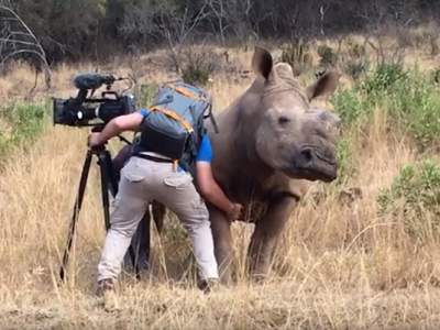 Rinoceronte pide a camarógrafo que le rasque la panza