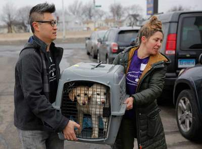 Rescatan de Corea del Sur a 46 perros, eran para consumo humano