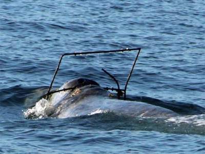 Buscan a ballena gris que trae objeto atorado; intentan rescatarla