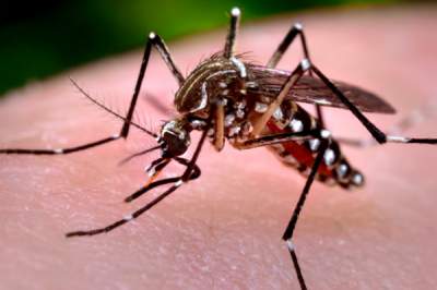 Refuerzan jornada contra dengue, zika y chikungunya