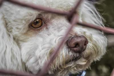 Taiwán prohíbe el consumo de carne de perro y gato