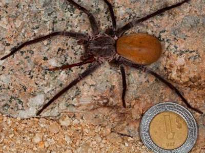 Hallan científicos nueva especie de araña gigante en México