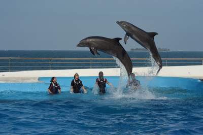 Oposición vuelve a impedir prohibición a delfinarios