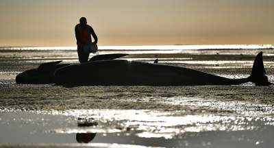 333 ballenas asesinadas, según Japón tiene "objetivos científicos"