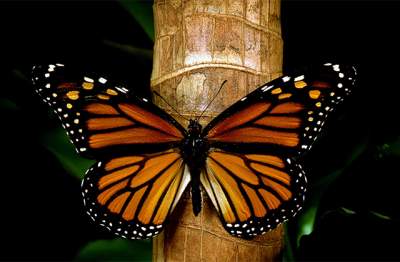 Inauguran en Frankfurt exposición sobre mariposas monarca