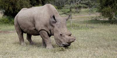 ¿Por qué está apareciendo un rinoceronte en los perfiles de Tinder?