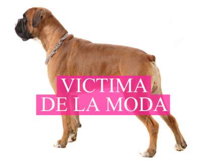 España prohíbe cortarle la cola a los perros por motivos estéticos 