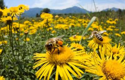 Decretan Día Nacional de las Abejas