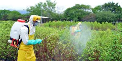 Científicos de la UNAM crean Fungifree AB®, fungicida no tóxico