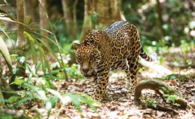 Profepa presenta demanda por muerte de jaguar en Yucatán