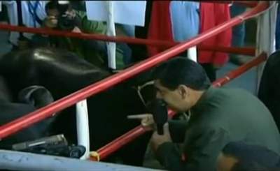 Maduro pide apoyo a vacas y causa polémica en Venezuela