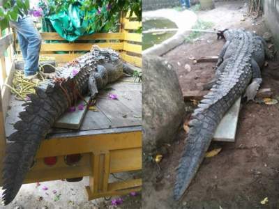 Salvan a cocodrilo de morir golpeado, en Chiapas