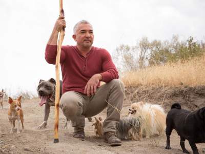  'Días de perro con César Millán' dará consejos para las mascotas