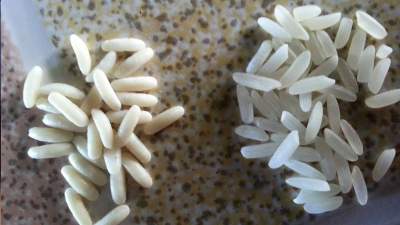  Pruebas científicas descartan venta de arroz sintético en México