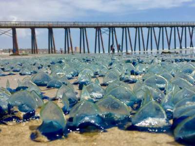 Miles de medusas velero tapizan arena de Playas de Rosarito