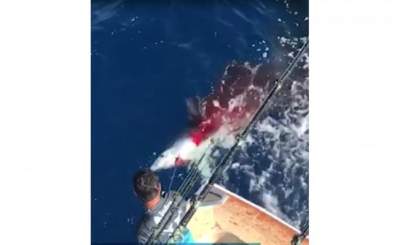 Empresario minimiza críticas por matar tiburón a balazos