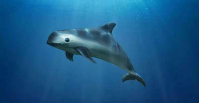 La vaquita marina será reproducida en cautivero: Gobierno de México