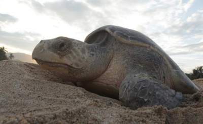 Reportan aumento de población de tortugas golfinas