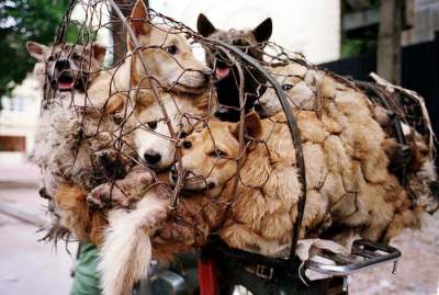 Finalmente prohíben el Festival de Carne de Perros de Yulin en China