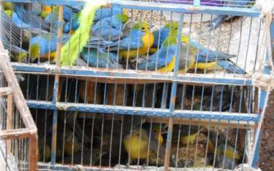 Profepa asegura 994 aves canoras y de ornato en  Michoacán