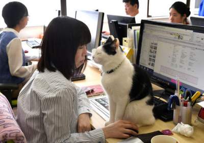 En Tokio encontraron un remedio para el estrés en la oficina: gatos 