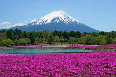 El espectacular  festival de cerezos que "pinta" de rosa a Japón