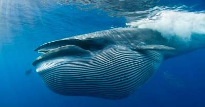 Científicos determinan por qué las ballenas son tan enormes