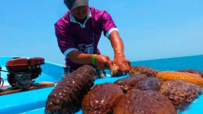 Decomisan más de tres toneladas de pepino de mar en Yucatán