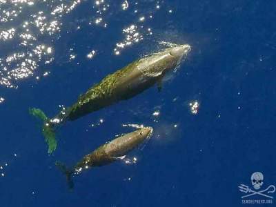 Dron capta a peculiar especie de ballena en BC