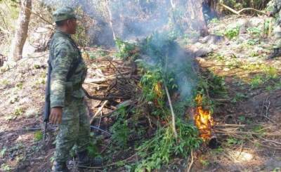 Destruyen sembradío de marihuana en Michoacán