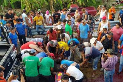 ¡Brutal! La forma cómo destazan reses de tráiler volcado en Tabasco