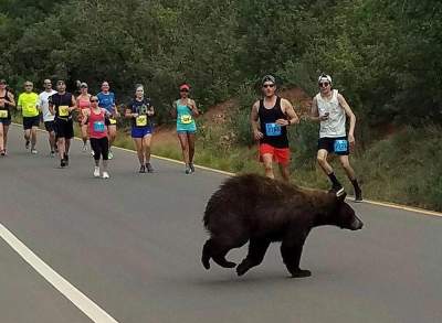  ¡Sorpresa y susto! Un oso se 'cuela' en carrera en EU