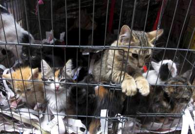  Cae hombre con 500 gatos en China; iba a venderlos a restaurantes