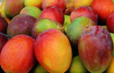 México alcanza récord en exportación de mango a Estados Unidos