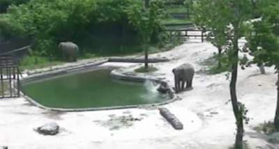 Pareja de elefantes hace equipo y salva a cría de ahogarse
