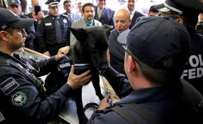 Entregan 30 oficiales caninos a la PF para combate a la delincuencia